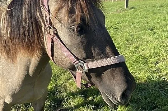 Sprzedam w dobre ręce klacz konika polskiego Noriana, , 