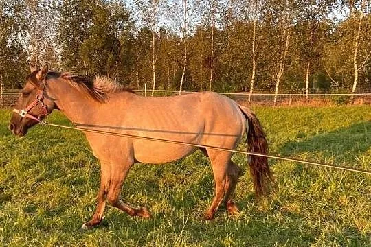Sprzedam w dobre ręce klacz konika polskiego Noriana, , 