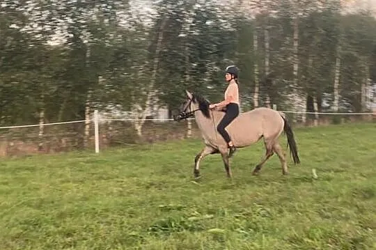 Sprzedam w dobre ręce klacz konika polskiego Noriana, , 
