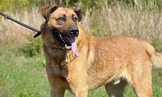Poczciwe duże serce dużego GUSTAWA czeka! Adoptuj!