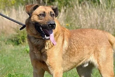 Poczciwe duże serce dużego GUSTAWA czeka! Adoptuj!