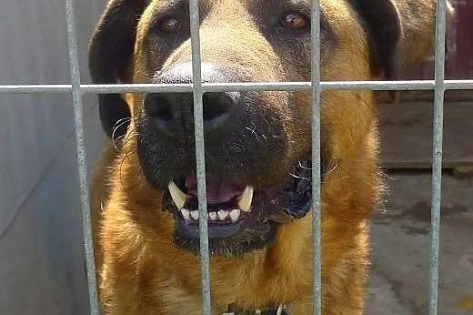 Poczciwe duże serce dużego GUSTAWA czeka! Adoptuj!