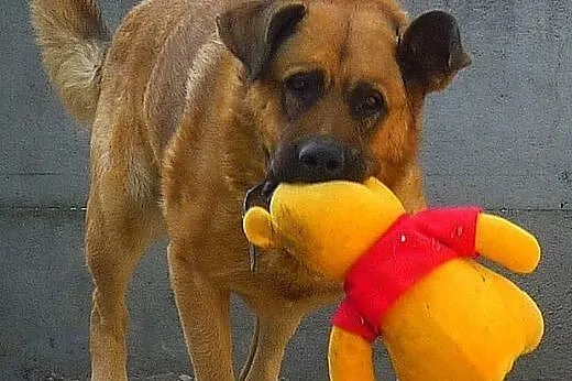 Poczciwe duże serce dużego GUSTAWA czeka! Adoptuj!