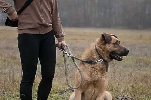 Poczciwe duże serce dużego GUSTAWA czeka! Adoptuj!