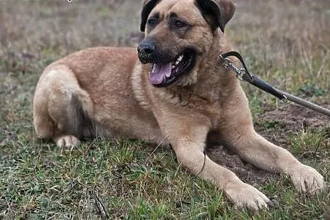 Poczciwe duże serce dużego GUSTAWA czeka! Adoptuj!