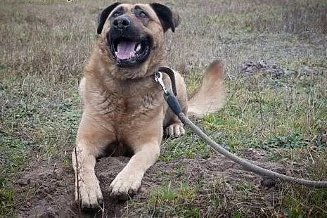 Poczciwe duże serce dużego GUSTAWA czeka! Adoptuj!