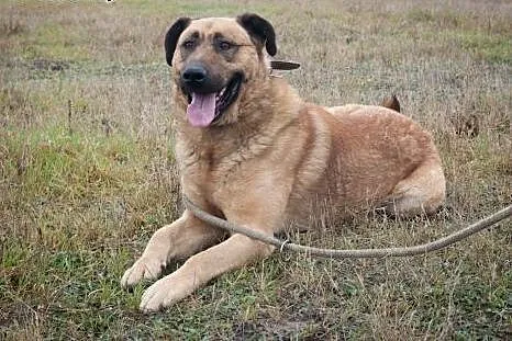 Poczciwe duże serce dużego GUSTAWA czeka! Adoptuj!