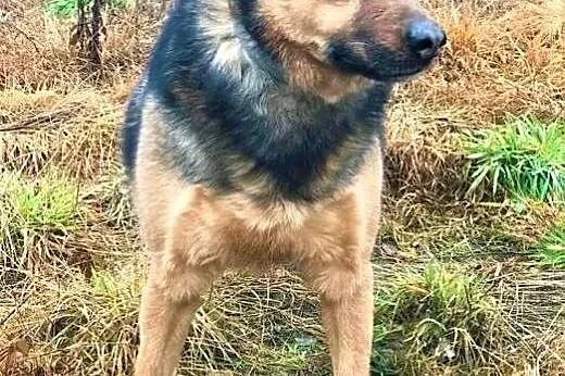 MISIEK - fajny, 3-letni psiak uratowany z łańcucha; do adopcji,  wielkopolskie Poznań, Wielkopolskie, Poznań