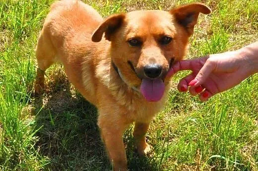 RUDEK - cudowny, mały 8 kg psiak do adopcji,  mazowieckie Warszawa