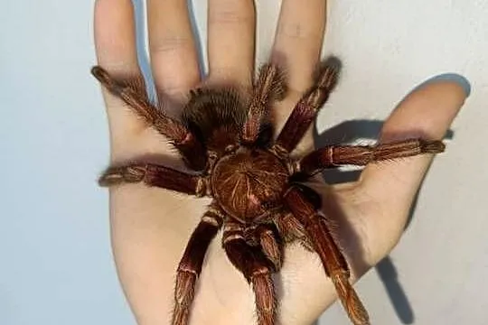 Pamphobeteus mascara
