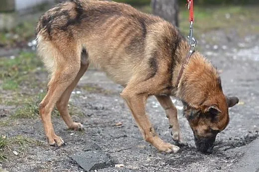 Fox czeka na świąteczny dom,  śląskie Gliwice