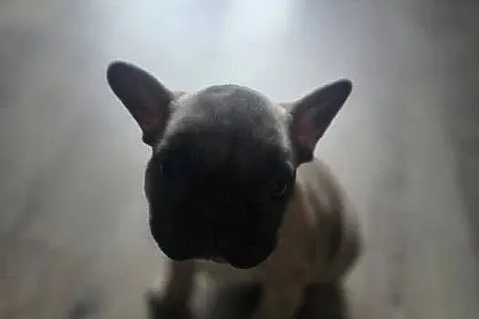 Buldog Francuski Suczka – Spokojny Charakter, Idealna do Rodziny, Łódzkie, Łódź
