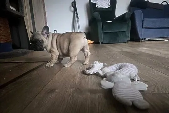 Buldog Francuski Suczka – Spokojny Charakter, Idealna do Rodziny, Łódzkie, Łódź