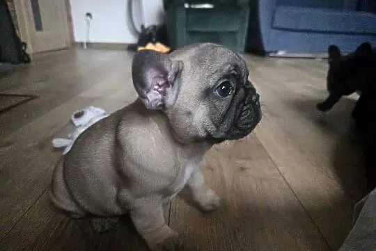 Buldog Francuski Suczka – Spokojny Charakter, Idealna do Rodziny, Łódzkie, Łódź