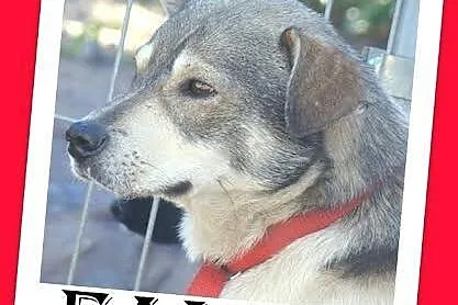 Delikatny FALCO do spokojnego domu,radosny,przyjazny_Adopcja_