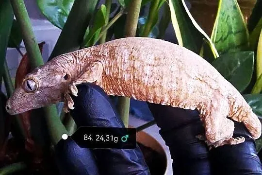 Gekon Olbrzymi Rhacodactylus Lechianus