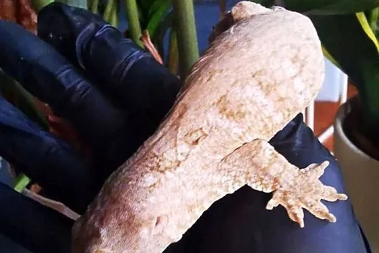 Gekon Olbrzymi Rhacodactylus Lechianus, Małopolskie, Kraków