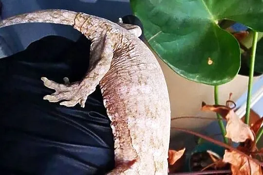 Gekon Olbrzymi Rhacodactylus Lechianus, Małopolskie, Kraków