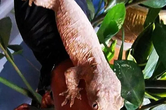 Gekon Olbrzymi Rhacodactylus Lechianus, Małopolskie, Kraków