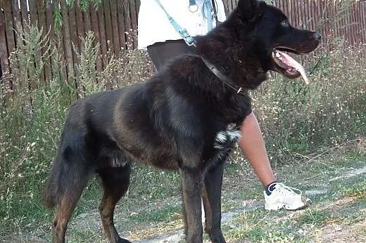 LOBO - piękny mix ON i północniaka szuka swojego C