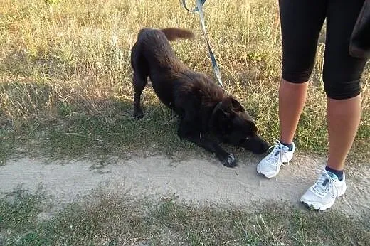 LOBO - piękny mix ON i północniaka szuka swojego C