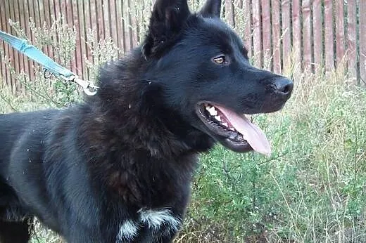 LOBO - piękny mix ON i północniaka szuka swojego C