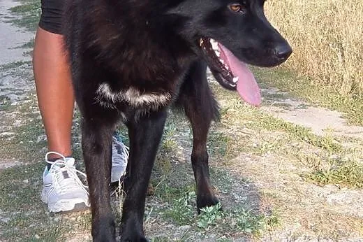 LOBO - piękny mix ON i północniaka szuka swojego C