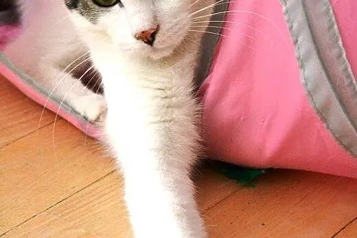 PEPITO kot, który kocha człowieka całym sobą,  maz