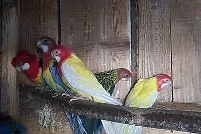 Papugi rozele, Podkarpackie, Szufnarowa