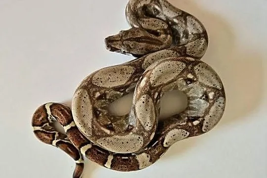 10# boa cesarski cb25 samica, Małopolskie, Chrzanów