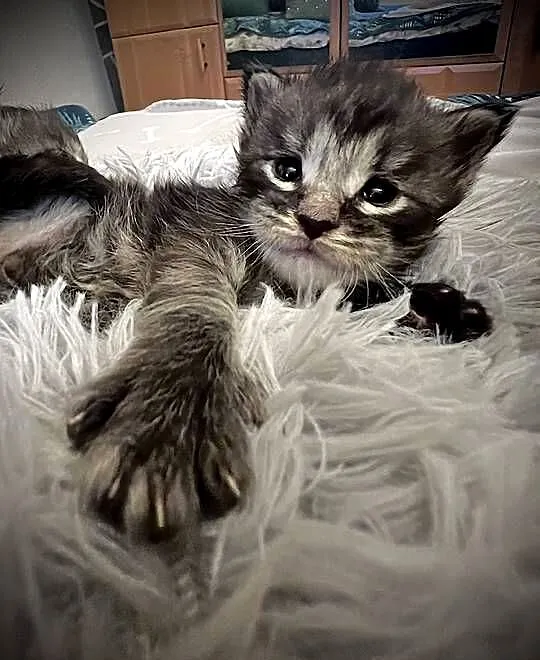 Kocięta Maine Coon, Śląskie, Szczekociny