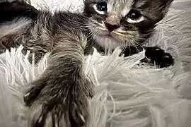 Kocięta Maine Coon