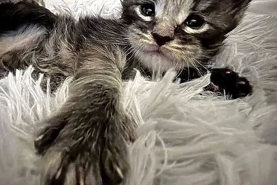 Kocięta Maine Coon, Śląskie, Szczekociny