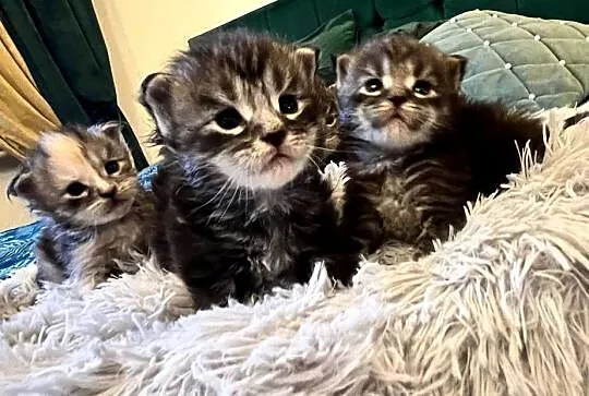 Kocięta Maine Coon, Śląskie, Szczekociny