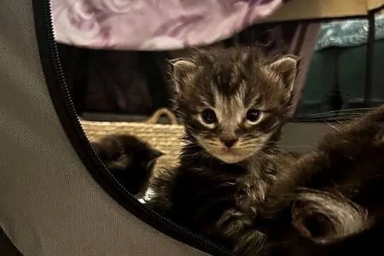 Kocięta Maine Coon, Śląskie, Szczekociny
