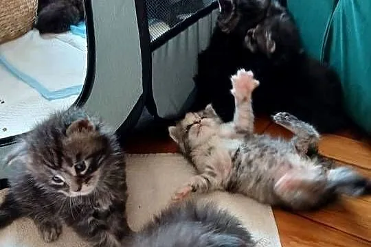 Kocięta Maine Coon, Śląskie, Szczekociny