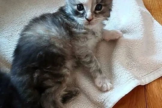 Kocięta Maine Coon, Śląskie, Szczekociny