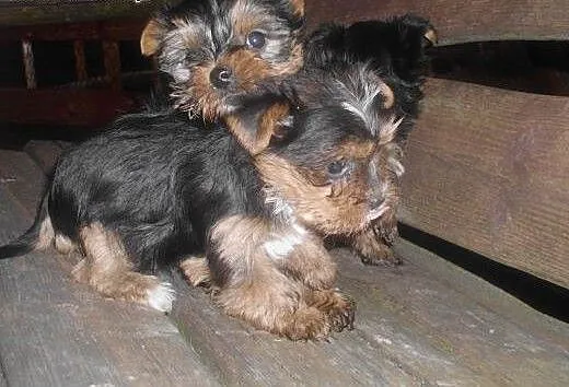 Szczeniaki york-terrier, podkarpackie Dębica