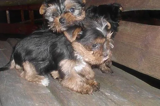 szczeniaki york-terrier, podkarpackie Dębica