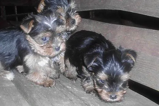 Szczeniaki york-terrier,  podkarpackie Dębica