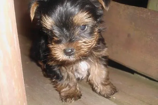 Szczeniaki york-terrier,  podkarpackie Dębica