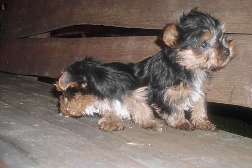 Szczeniaki york-terrier,  podkarpackie Dębica