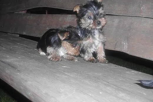 Szczeniaki york-terrier,  podkarpackie Dębica
