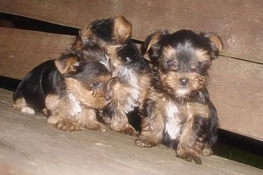 Szczeniaki york-terrier,  podkarpackie Dębica
