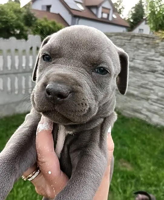 Amstaff szczeniaki, Wielkopolskie, Opatów