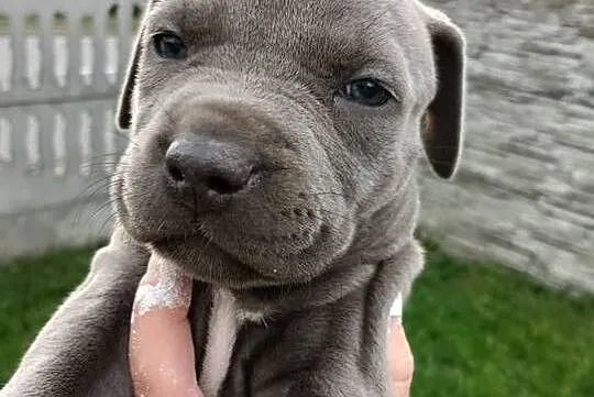 Amstaff szczeniaki, Wielkopolskie, Opatów