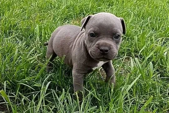Amstaff szczeniaki, Wielkopolskie, Opatów