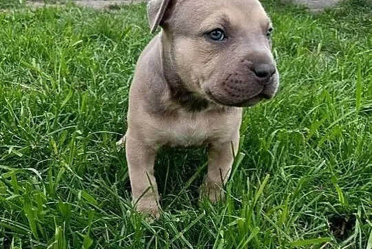 Amstaff szczeniaki, Wielkopolskie, Opatów