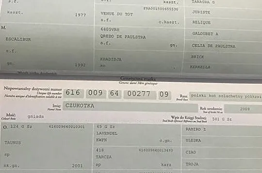 4 letni wałach na sprzedaż, , 