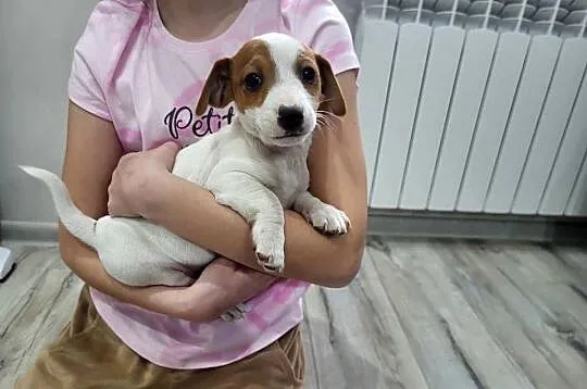 Jack russell terrier, Wielkopolskie, Zbąszyń